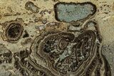Devonian Stromatolite Slab - Orkney, Scotland #281606-1